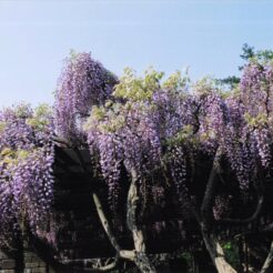 2003-04-29 足立区 西新井大師 藤<br>西新井大師のボタンの花 満開すぎ ボタン畑は半分がひかげのためよかつた 西新井大師のかへり、練馬のつつじまつりによった