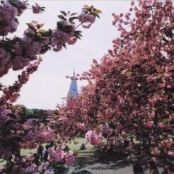 2003-04-19 東京都 新宿御苑 八重桜に囲まれて花見をする人々<br>新宿御苑のボタン桜とポピー ボタン桜は満開がすぎて（ちり）桜。新宿御苑にシダレ桜が多いのでらい年がたのしみ 19日小金井公園のボタン桜七分咲き