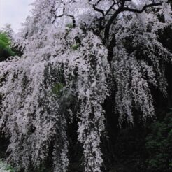 2003-04-11 東京都青梅市 梅岩寺 しだれ桜2<br>青梅の梅岩寺と金剛寺で枝垂れ桜の撮影