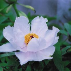 2003-04-21 花の家 白いボタン<br>庭のボタンと小金井公園デ ボタン桜