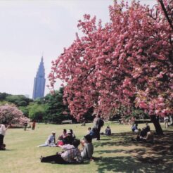 2003-04-19 東京都 新宿御苑 八重桜と代々木のNTTタワーと花見を楽しむ人々<br>新宿御苑のボタン桜とポピー ボタン桜は満開がすぎて（ちり）桜。新宿御苑にシダレ桜が多いのでらい年がたのしみ 19日小金井公園のボタン桜七分咲き