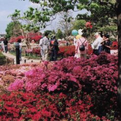 2003-04-29 練馬 練馬区立平成つつじ公園<br>西新井大師のボタンの花 満開すぎ ボタン畑は半分がひかげのためよかつた 西新井大師のかへり、練馬のつつじまつりによった