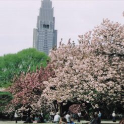 2003-04-19 20;27新宿御苑 桜と春の風景<br>新宿御苑のボタン桜とポピー ボタン桜は満開がすぎて（ちり）桜