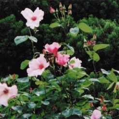 2003-05-18 東京都調布市深大寺 神代植物公園 ピンクのバラ<br>神代寺植物園のシヤクヤク スイレン バラ