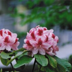 2003-05-07 神代寺植物園 並んでいるシャクナゲ<br>シャクナゲ