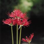 2003年10月2日 畑の彼岸花