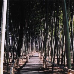 2003-11-21 東久留米 竹林公園・落合川 竹林<br>竹林