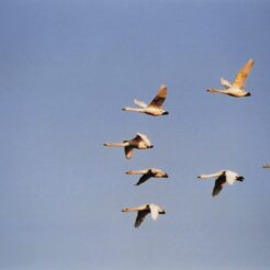 2004-01-06 本埜村 白鳥たちが舞う<br>白鳥