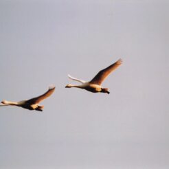 2004-01-06 本埜村 揃って羽ばたく二羽の白鳥<br>白鳥