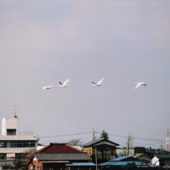 2004-01-06 本埜村 村の上を飛ぶ白鳥たち<br>白鳥