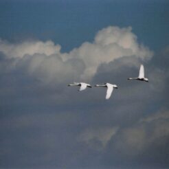 2004-01-06 本埜村 白鳥たちが舞う2<br>白鳥