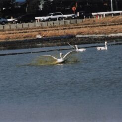 2004-02-08 本埜村 着水する白鳥<br>白鳥