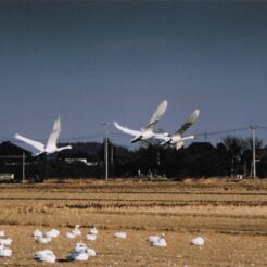 2004-02-08 本埜村 休んでいる白鳥と飛んでいる白鳥<br>白鳥