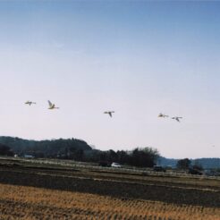 2004-02-08 本埜村 飛び交う白鳥と白鳥を見るために路上駐車する車<br>白鳥