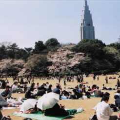 2004-03-27 新宿御苑 花見をする人々1<br>新宿御苑のしだれ桜満開はすぎていた。をそい。しだれ桜が5本くらいある