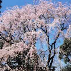 2004-03-27 新宿御苑 枝垂れ桜1<br>新宿御苑のしだれ桜満開はすぎていた。をそい。しだれ桜が5本くらいある