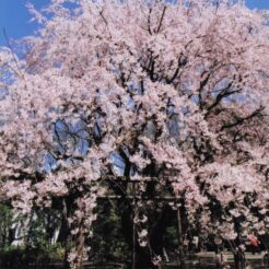 2004-03-27 新宿御苑 枝垂れ桜2<br>新宿御苑のしだれ桜満開はすぎていた。をそい。しだれ桜が5本くらいある