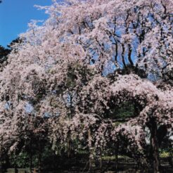 2004-03-27 新宿御苑 枝垂れ桜<br>枝垂れ桜