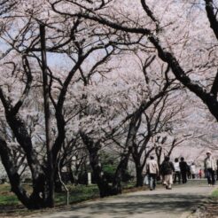 2004-04-01 昭和記念公園 桜道をいく人々<br>昭和記念公園の桜 満開　昭和記念公園の桜の撮影ははじめてだと思う 今年の桜はとてもよい