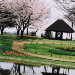 2004-04-01 昭和記念公園 東屋と桜と池<br>昭和記念公園の桜 満開	昭和記念公園の桜の撮影ははじめてだと思う 今年の桜はとてもよい