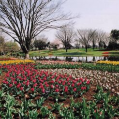 2004-04-01 昭和記念公園 チューリップ畑<br>昭和記念公園の桜 満開	昭和記念公園の桜の撮影ははじめてだと思う 今年の桜はとてもよい