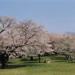 2004-04-01 昭和記念公園 花見をする人々2<br>昭和記念公園の桜 満開　昭和記念公園の桜の撮影ははじめてだと思う 今年の桜はとてもよい