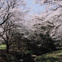 2004-04-01 昭和記念公園 桜2<br>昭和記念公園の桜 満開　昭和記念公園の桜の撮影ははじめてだと思う 今年の桜はとてもよい