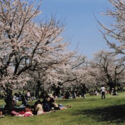 2004-04-01 昭和記念公園 花見をする人々<br>昭和記念公園の桜 満開　昭和記念公園の桜の撮影ははじめてだと思う 今年の桜はとてもよい