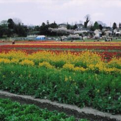 2004-04-09 東京都羽村市 根がらみ前水田 チューリップ畑<br>青梅 梅岩寺 シダレ桜 カタクリと羽村のチユリプ5分咲き 梅岩寺のシダレ桜は終ていた カタクリもおはつていた