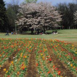 2004-04-01 羽村 チューリップと桜<br>根がらみ前水田・桜づつみ公園