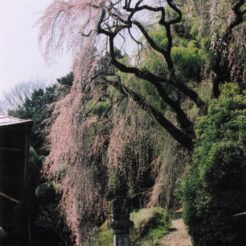 2004-04-09 東京都青梅市 梅岩寺 しだれ桜<br>青梅 梅岩寺 シダレ桜 カタクリと羽村のチユリプ5分咲き 梅岩寺のシダレ桜は終ていた カタクリもおはつていた