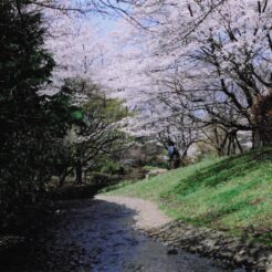 2004-04-01 昭和記念公園 桜と小川<br>桜