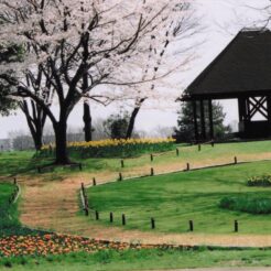 2004-04-01 昭和記念公園 桜と東屋<br>昭和記念公園の桜 満開	昭和記念公園の桜の撮影ははじめてだと思う 今年の桜はとてもよい