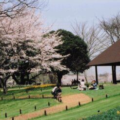 2004-04-01 昭和記念公園 桜と記念撮影する人々<br>昭和記念公園の桜 満開　昭和記念公園の桜の撮影ははじめてだと思う 今年の桜はとてもよい