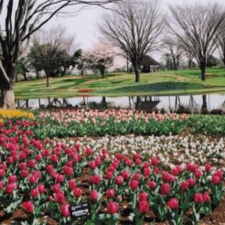 2004-04-01 昭和記念公園 チューリップと池と木々<br>昭和記念公園の桜 満開	昭和記念公園の桜の撮影ははじめてだと思う 今年の桜はとてもよい