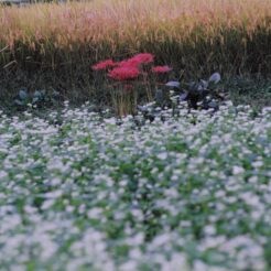 2004-10-01 巾着田 蕎麦畑と彼岸花<br>彼岸花・蕎麦