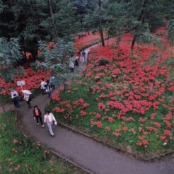 2004-10-01 巾着田 彼岸花を見る人たち<br>彼岸花