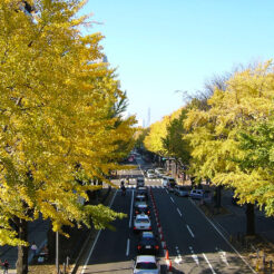 2004-11-21 12;43;40 山下公園付近の道<br>黄色く葉が染まりかかっている山下公園の街路樹