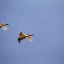 2005-02-04 本埜村 飛ぶ二羽の白鳥<br>白鳥