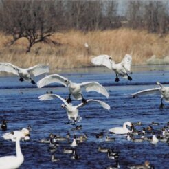 2005-02-04 本埜村 水辺のたくさんの白鳥と飛び立つ白鳥<br>白鳥