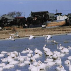 2005-02-04 本埜村 水辺と田園風景とたくさんの白鳥たち<br>白鳥