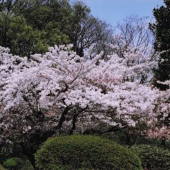 2005-03-27 新宿御苑の枝垂れ桜<br>六義園のかへりに新宿御苑デ 早咲きのシダレ桜と白レンの花