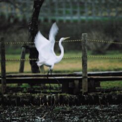 2005-03-17 北山公園 羽ばたく白サギ<br>北山公園デ白サギ1羽お