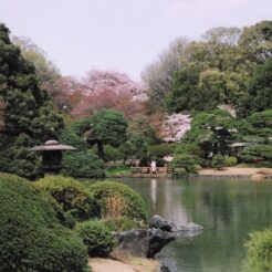 2005-03-27 新宿御苑の風景<br>六義園のかへりに新宿御苑デ 早咲きのシダレ桜と白レンの花