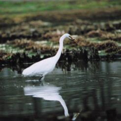 2005-03-17 北山公園 魚を咥え水面に映る 白サギ<br>北山公園デ白サギ1羽お