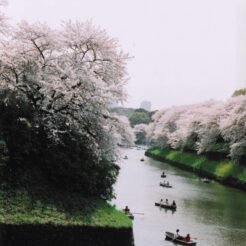 2005-04-08 千鳥ヶ淵 満開の桜と水面のボート<br>六義園のかへりに新宿御苑デ 早咲きのシダレ桜と白レンの花