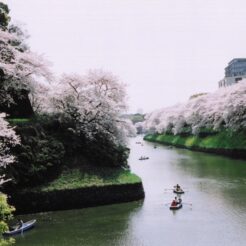 2005-04-01 千鳥ヶ淵 満開の桜と内堀のボート<br>桜とボート