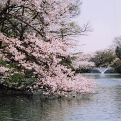 2005-04-09 井の頭公園 池に枝垂れる桜<br>桜