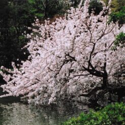 2005-04-09 新宿御苑 池と桜<br>桜