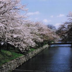 2005-04-08 羽村市 羽村の堰 桜<br>桜